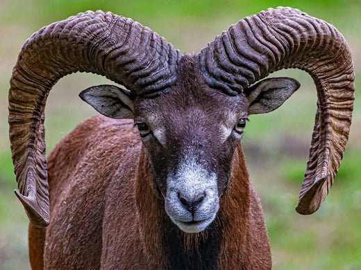 Welkom in de leefomgeving van de steenbok - World of Alps Store