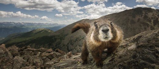 De betoverende dieren van de Alpen: een diepgaande verkenning van de wilde schoonheid van de hoogste bergketen van Europa - World of Alps Store